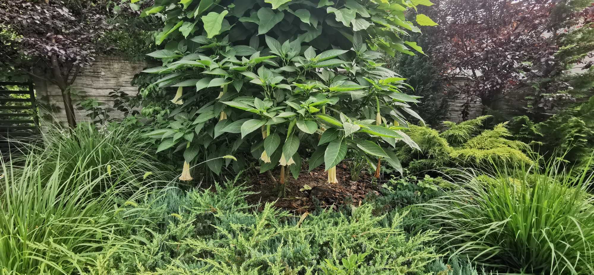 Brugmansja biała pojedyńcza duża GIGANT datura
