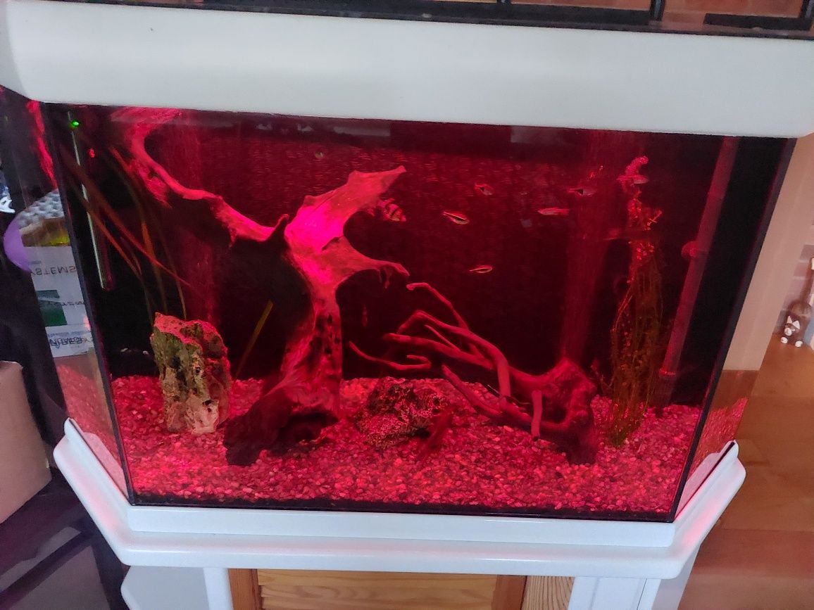 akwarium 250L z szawką