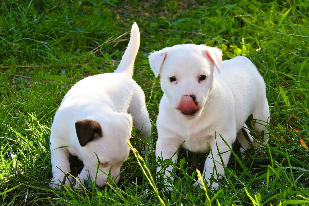 Piękny piesek Jack Russell Terrier!