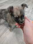 Długowłosa suczka chihuahua