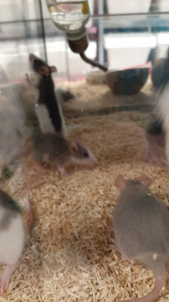 Młode szczurki dumbo w sklepie zoologicznym PAWIK.PL