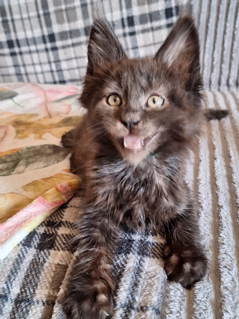 Czarny chlopczyk Maine Coon