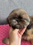 Suczka Lussi 8 tyg  shih tzu Zkwp FCI