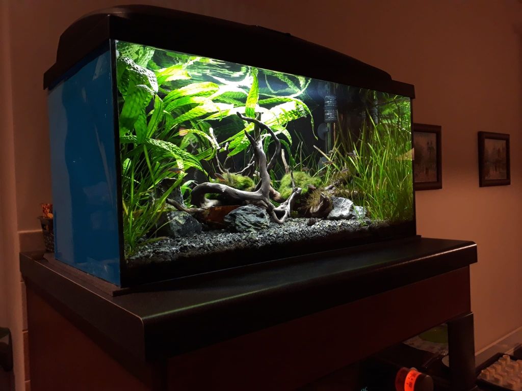 Akwarium 54l  60x30x30