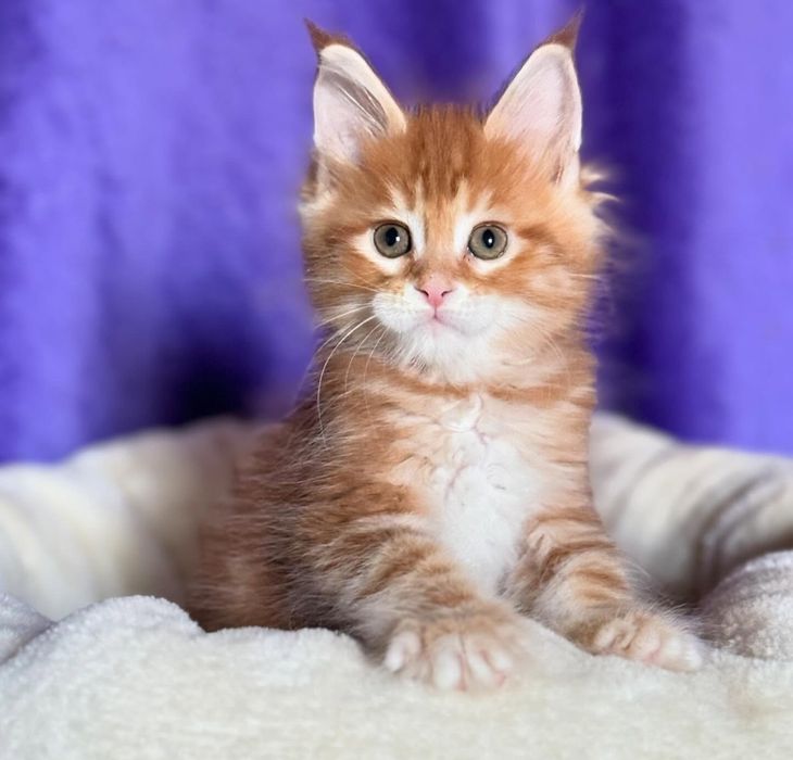Продам котят мейнкун