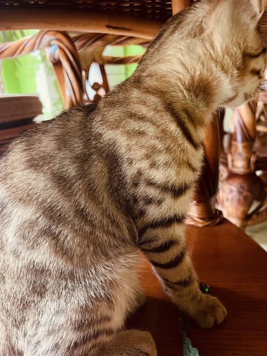 Бенгал Ben n 24 tabby 3 месяца