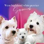 West highland white terrier