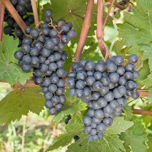 winogrona  świeżo zerwane z ogrodu