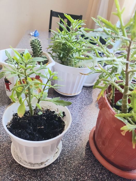 Каланхоэ лациниата "оленьи рожки"