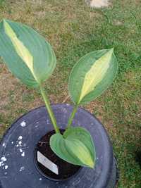 Hosta funkia Gypsy Rose