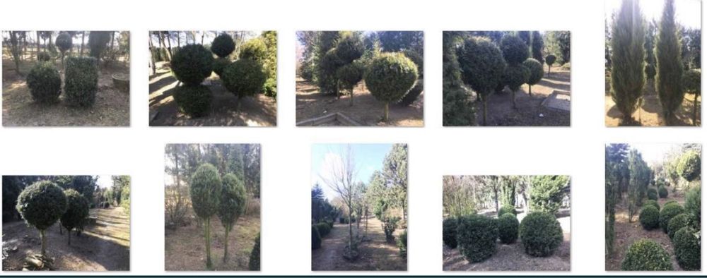 Thuja tuja szmaragd Ligustr Lipa Materiał szkółkarski Szkółka Krzewów