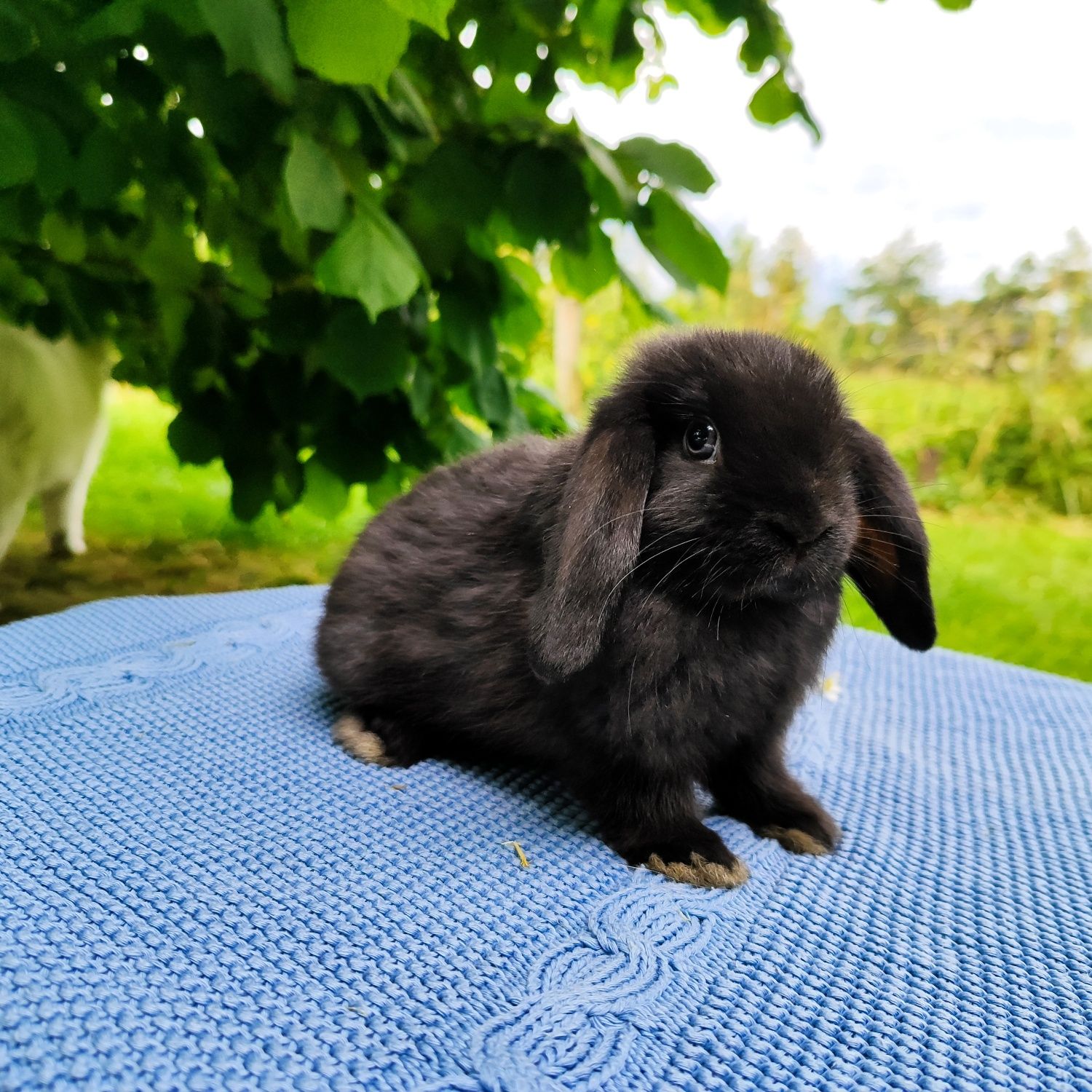 Mini lop rasowy metryka legalna hodowla miniaturka baranek