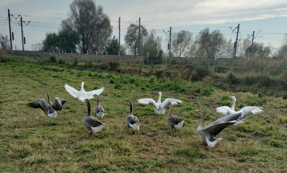 Gęsi kłobudzkie i owsiane