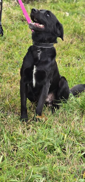 Labubu w typie Labradora