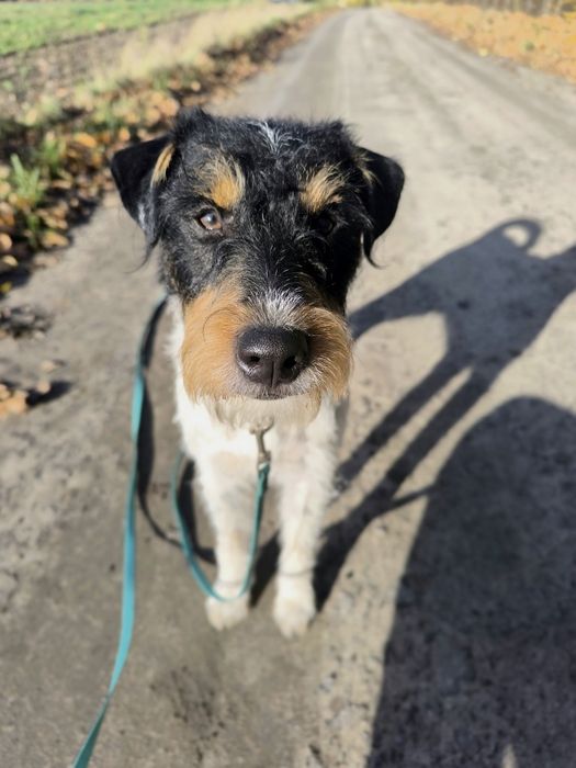 Parson Russell Terrier