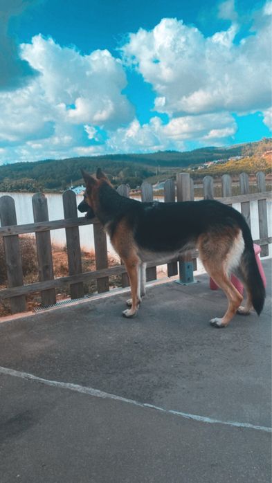 Pastora alemã para adoção