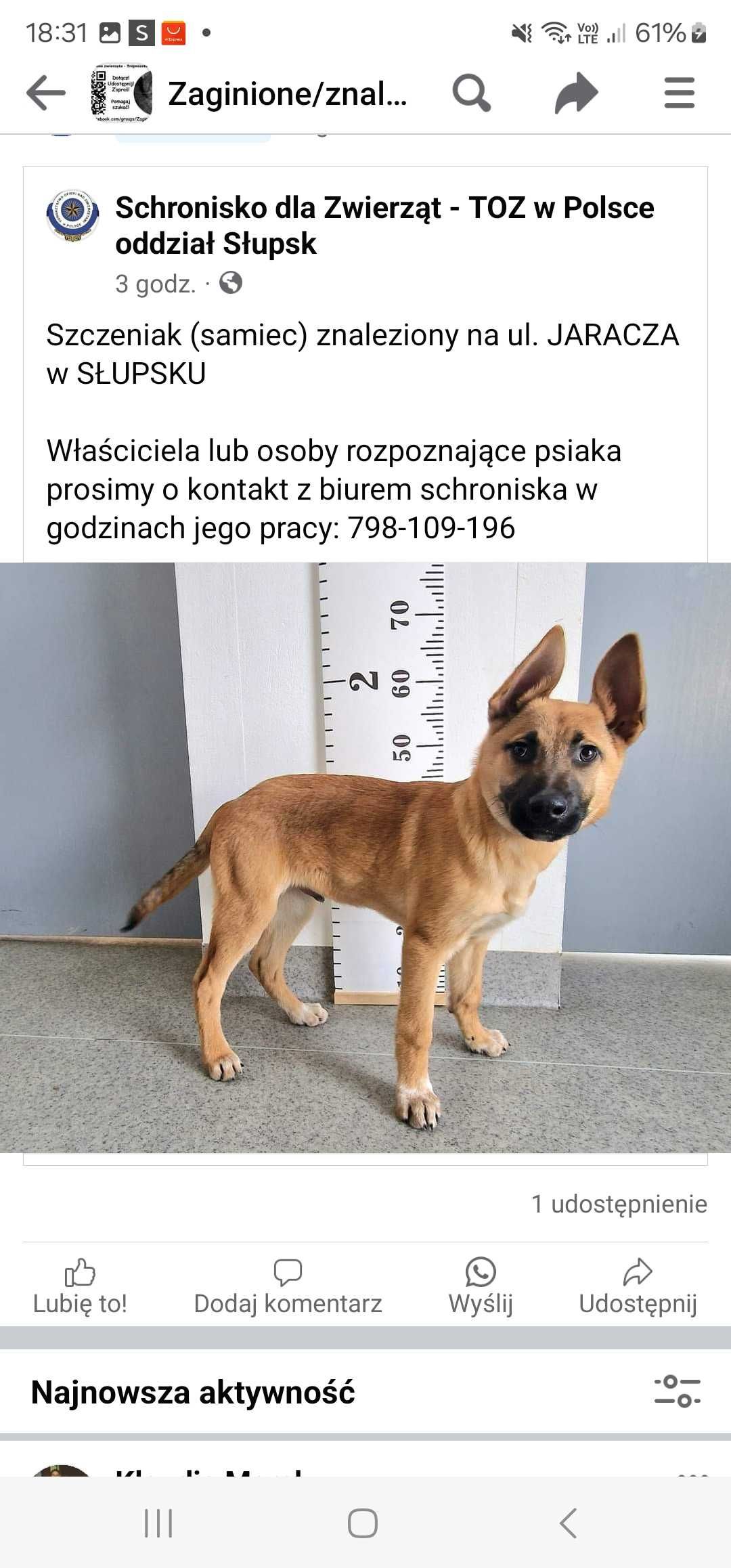 Szczeniak znaleziony w słupsku