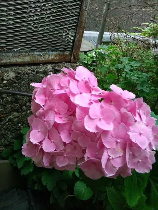 Продаю кусти гортензії