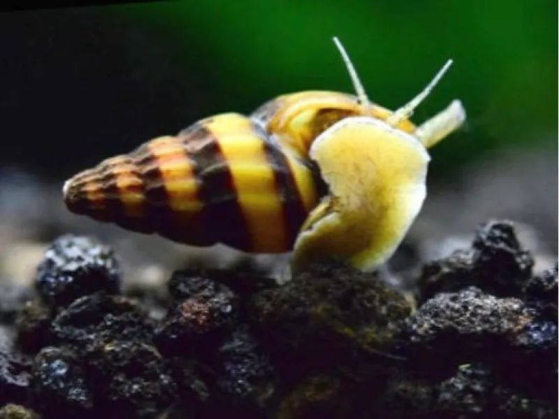 Продам улиток хелен)