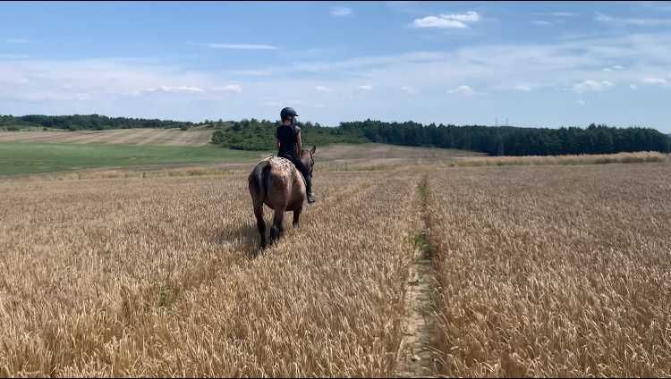Sprzedam tarantowatą klacz