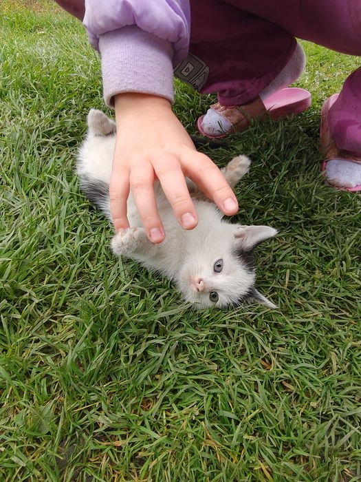 Oddam małe kotki za darmo