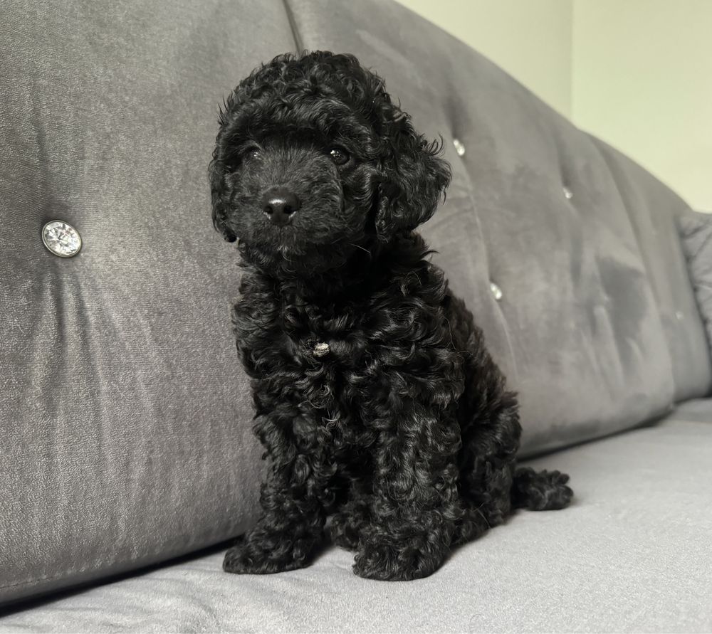 Suczka cockapoo f1b