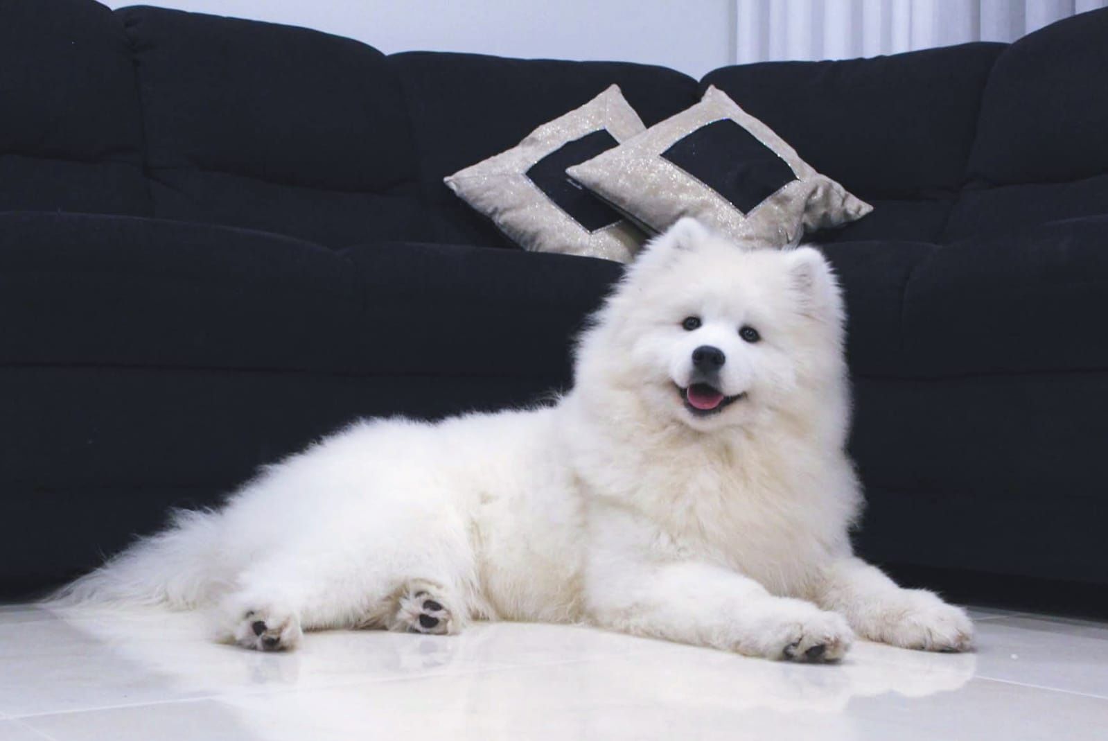 Samojed szczenię suczka samoyed