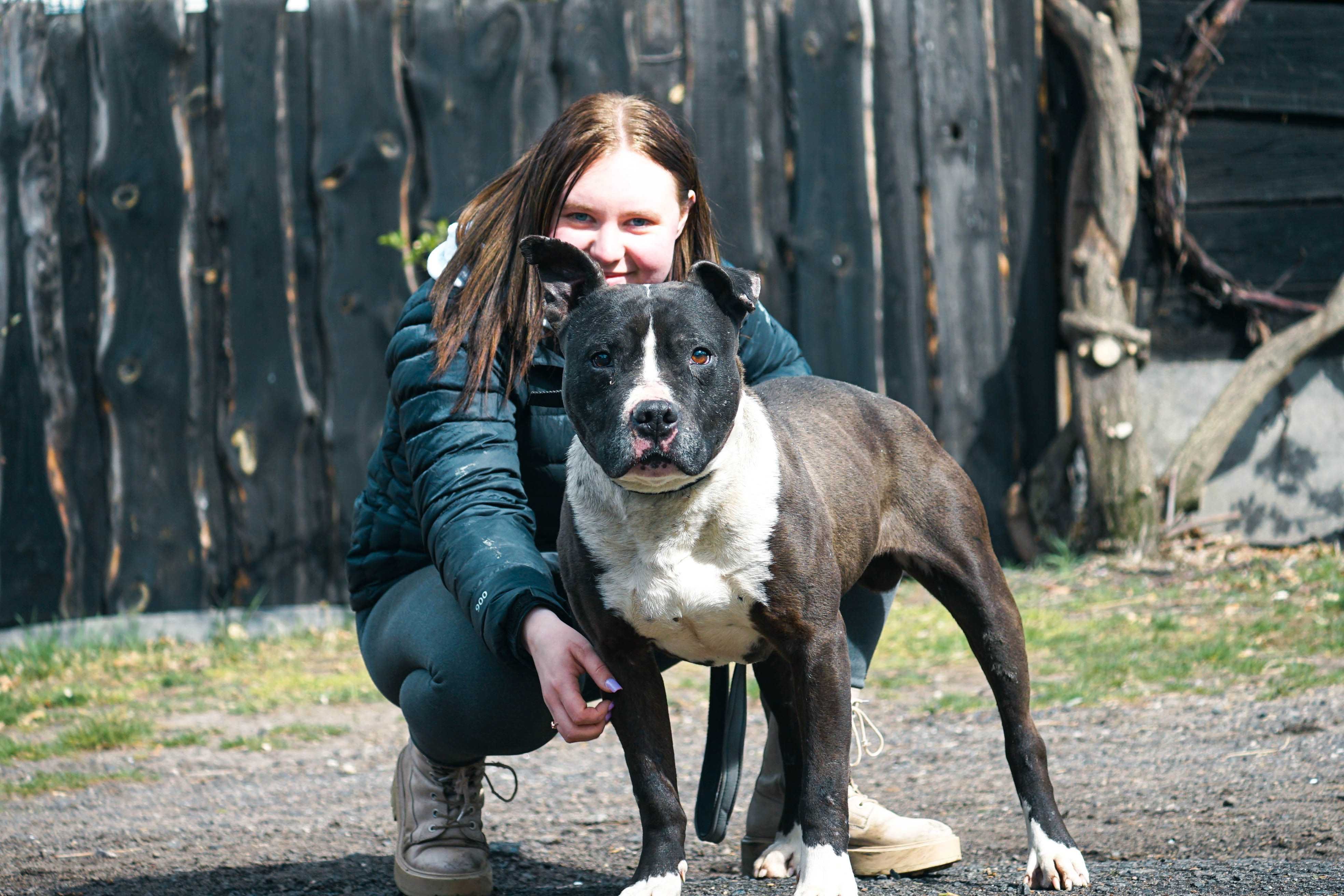 KAKTUS - pies w typie amstaff szuka domu