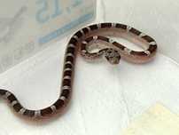 Wąż zbożowy Granit medium white Pied Sided het Amel/Ultra, Motley