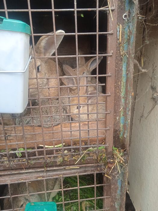 Małe Króliki odbiór osobisty