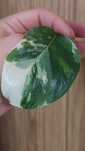 Monstera Lechleriana variegata