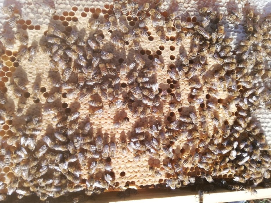 Odkłady pszczele Dadant 2024