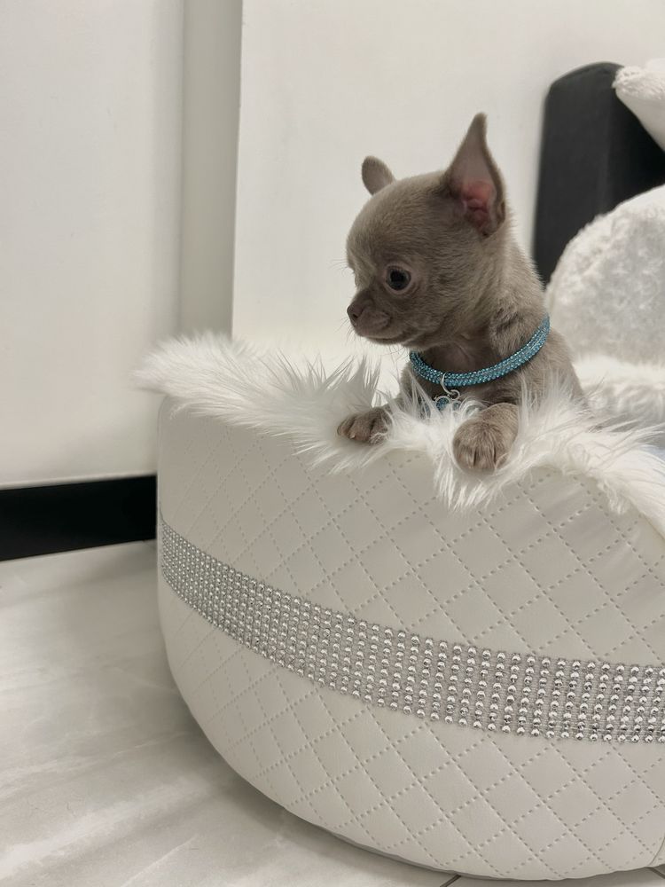 Chihuahua liliowy piesek .Maleńkie cudeńko .JUŻ DO ODBIORU.