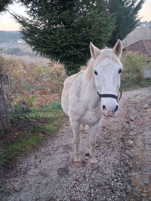 Vendo égua cruzada de Lusitano