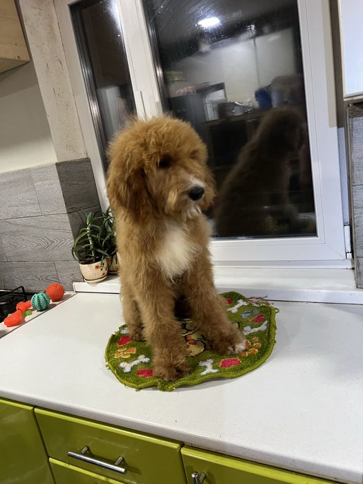 Голдендудель лабрадудель