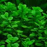 Bacopa Monnieri..