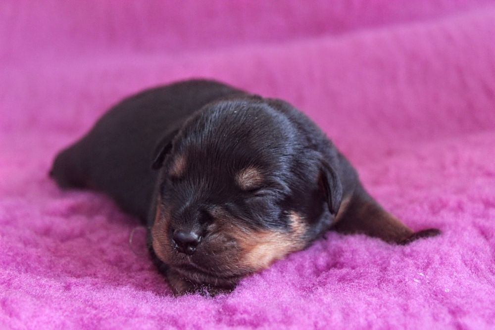 Szczenię Rottweiler, 100% Import Rodowód, Ojciec ADRK - Samiec