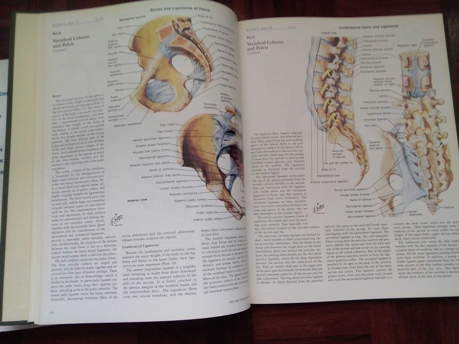 CIBA Collection of Medical Illustrations, Volume 8 by Frank H. Better