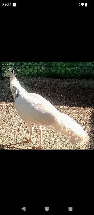 Casais ou machos adultos ,,Ler texto