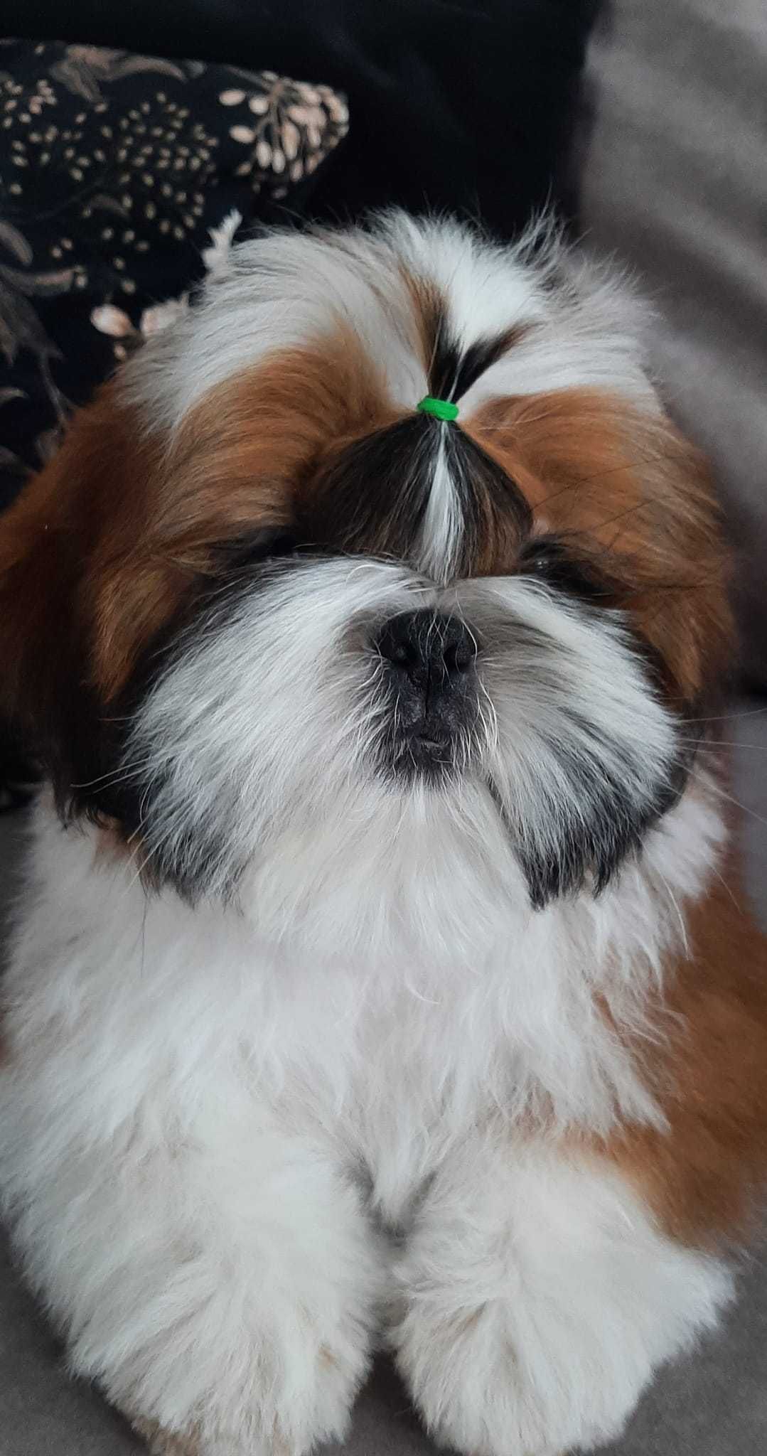 Piesek shih tzu ZKwP/FCI hodowla Grand Perle FCI