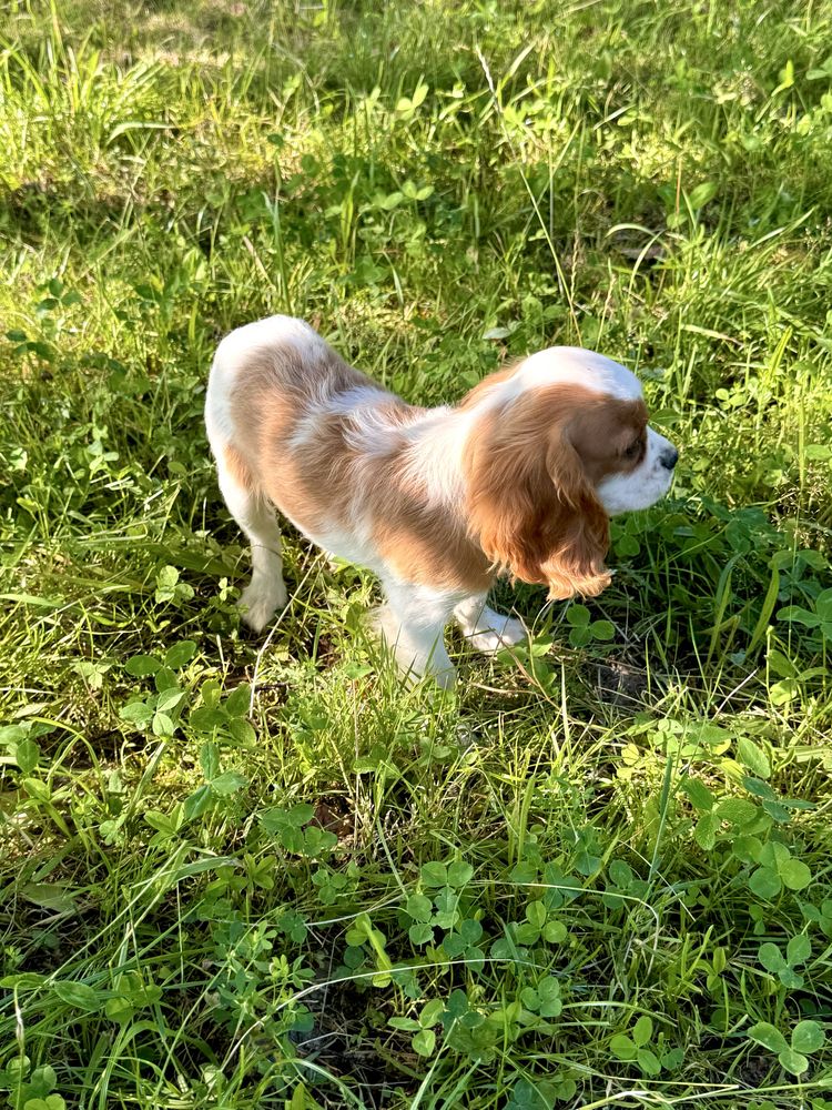 Cavalier king charles spaniel