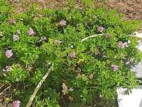 Citronela grande para jardim ou vaso grande.