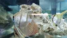 Altum peru rio nanay XL - Sklep Zoologiczny