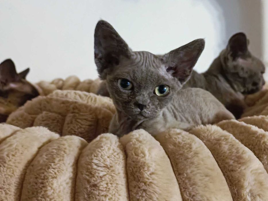 Kotka Devon rex niebieska