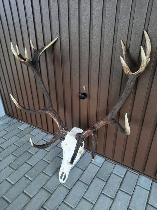 Wieniec,poroże jelenia 3 szt.