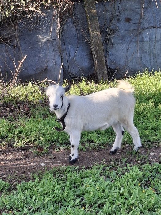 Vendo Cabras anãs