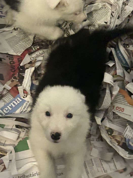 Menina border collie