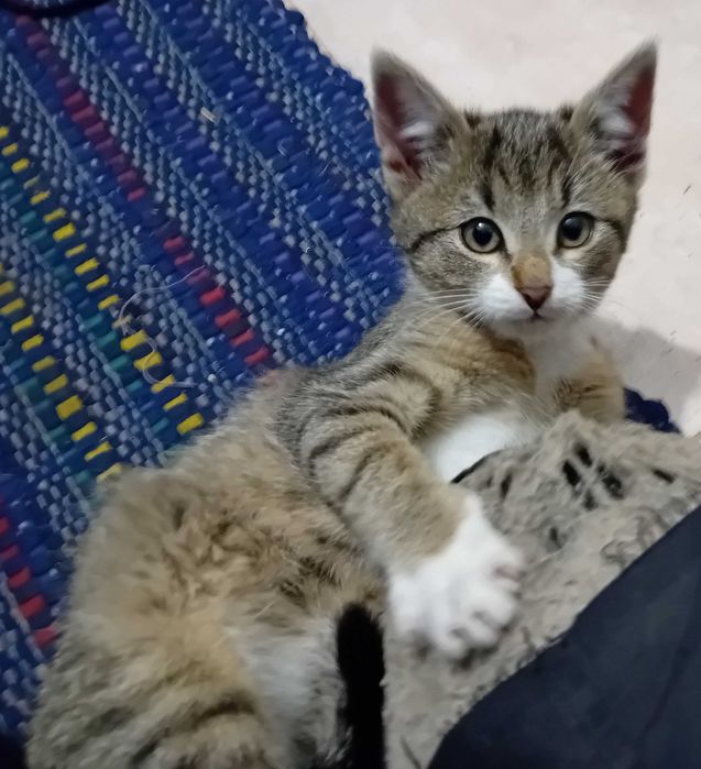 kocurek Gandalf  szuka domu 13 tyg