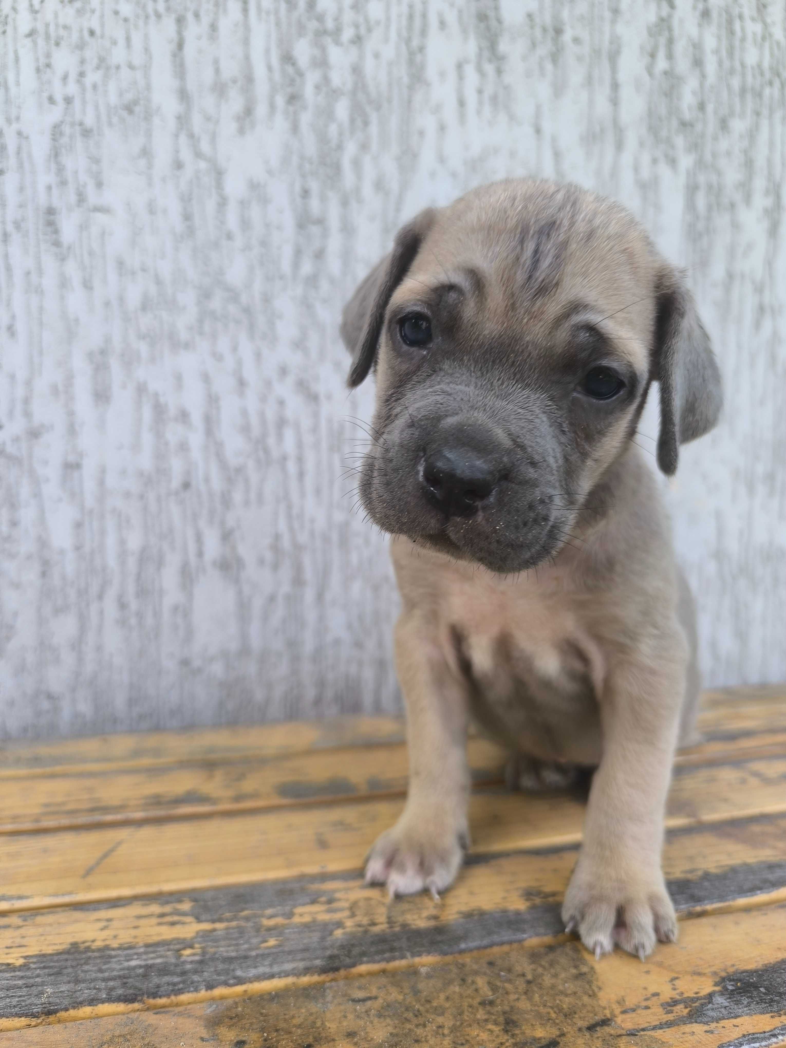 cane corso szczeniak