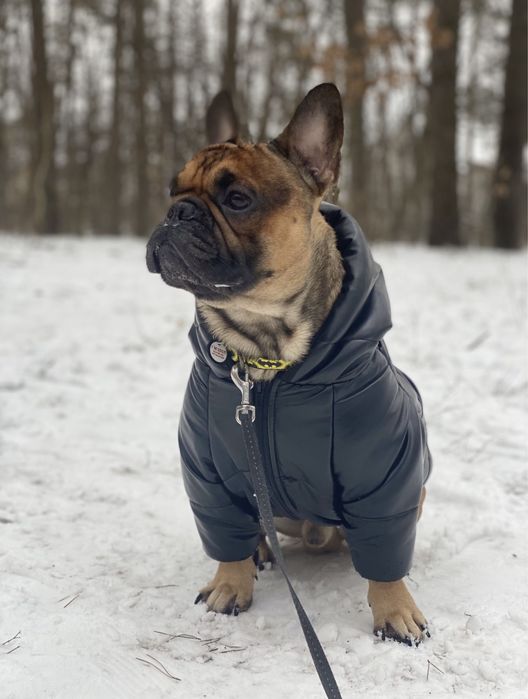 Французький бульдог (Вязка)